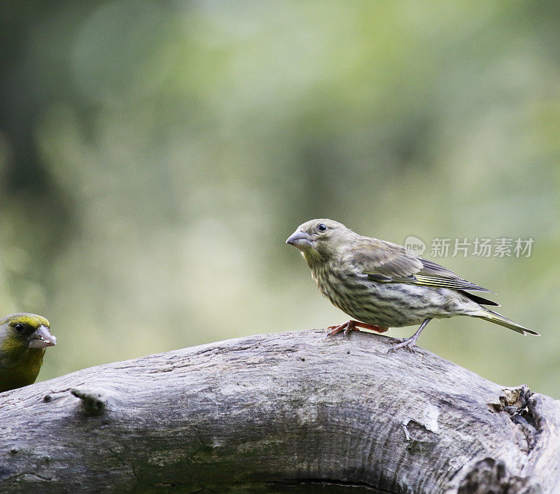 欧洲绿翅雀(Chloris Chloris)摄食